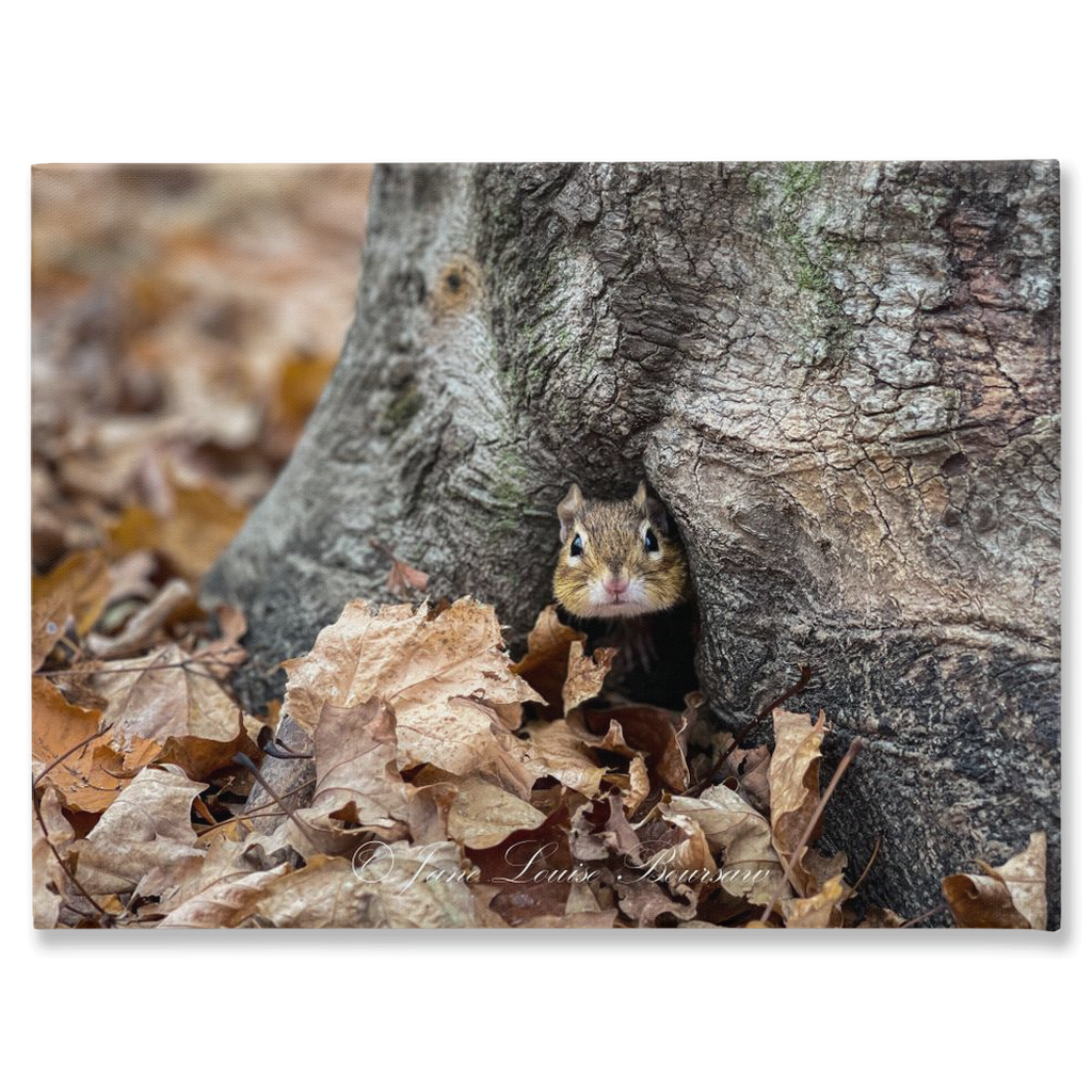 Chipmunk at Old Mission State Park - Wrapped Canvas